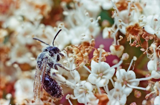 Con ong chăm chỉ hút mật hoa